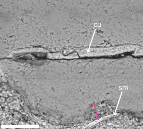Scanning electron microscope images of the eggshell’s cuticle and shell membrane